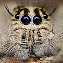 Hyllus (Jumping Spider)
