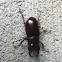 Stag Beetle