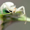 Goldenrod Crab Spider