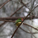 Puerto Rican Tody