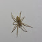 Yellow Sac Spider