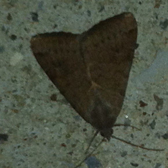 Spotting Image 1