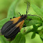Net-winged Beetle, (male).