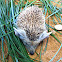 Long-eared hedgehog