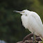 Snowy Egret