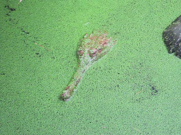 Spotting Image 1