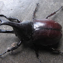 Rhinoceros beetle