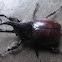 Rhinoceros beetle