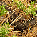 Eastern Copperhead/Lowlands Copperhead