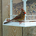 Northern Cardinal