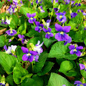 Common Blue Violet