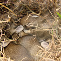 Eastern Cottontails