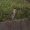Black-crowned Night Heron