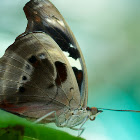 Blue-frosted Banner or Stoplight Catone (female)