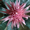 Pink Bromeliad