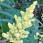 Staghorn Sumac