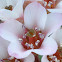 Winter Bergenia