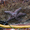 Purple Sea Star