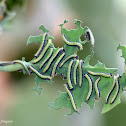 African Caper White Larvae