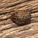 Marbled Fruit Chafer