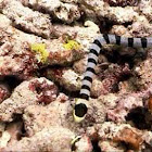 Yellow-lipped sea krait