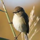Chiffchaff; Mosquitero Común