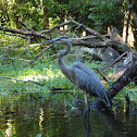 great blue heron