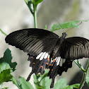 Common Mormon Butterfly