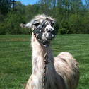 Llama