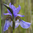 Siberian Iris, Sibirische Schwertlilie