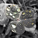 Clover