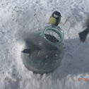 Great Tit/Blue Tit