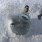 Great Tit/Blue Tit