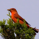 Summer Tanager