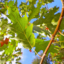 Red Oak