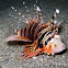 Zebra Lionfish, Dwarf Lionfish, Zebra Turkeyfish