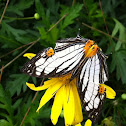 Common Mapwing