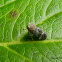 Sharpshooter (Leafhopper)