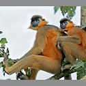 Capped Langur