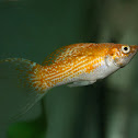 Creamsicle Lyretail Molly