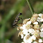 Hoverfly