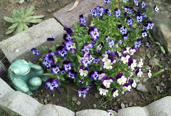 Spotting Image 1