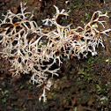 Usnea spp. ?