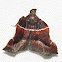 Moth