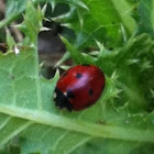 Ladybug