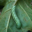 Tobacco Hornworm