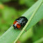 Gastrophysa polygoni