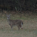 White-Tailed Deer
