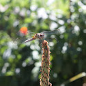 Blue Dasher