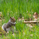 Grey Squirrel